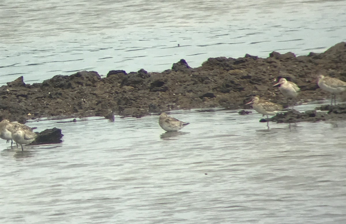 Hudsonian Godwit - Edward Smith