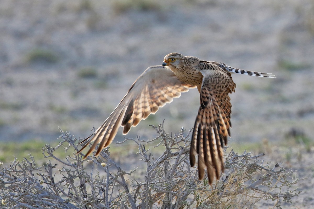 Greater Kestrel - Charley Hesse TROPICAL BIRDING