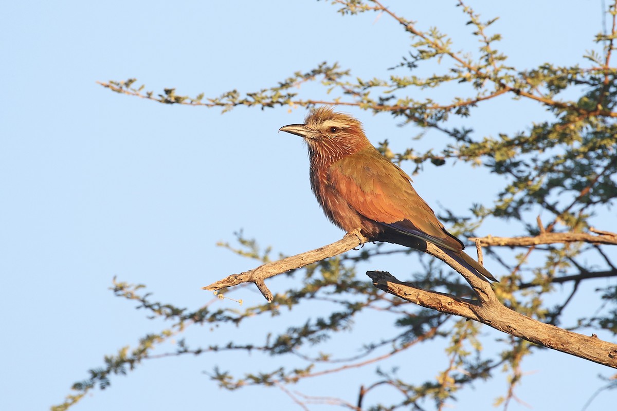 Rufous-crowned Roller - ML76194561