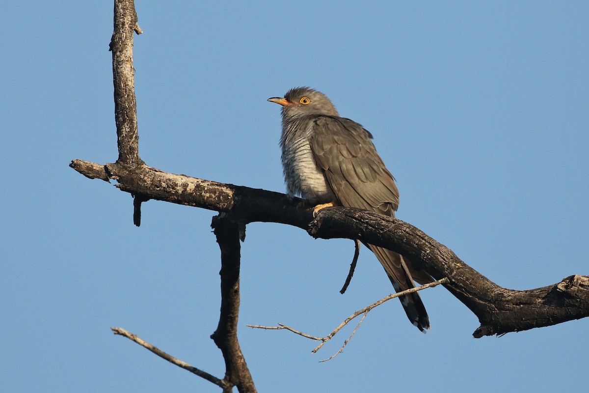 African Cuckoo - Charley Hesse TROPICAL BIRDING