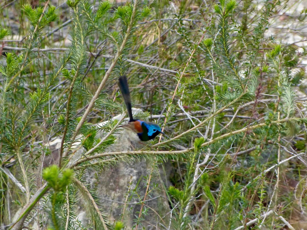 Variegated Fairywren - ML76198501