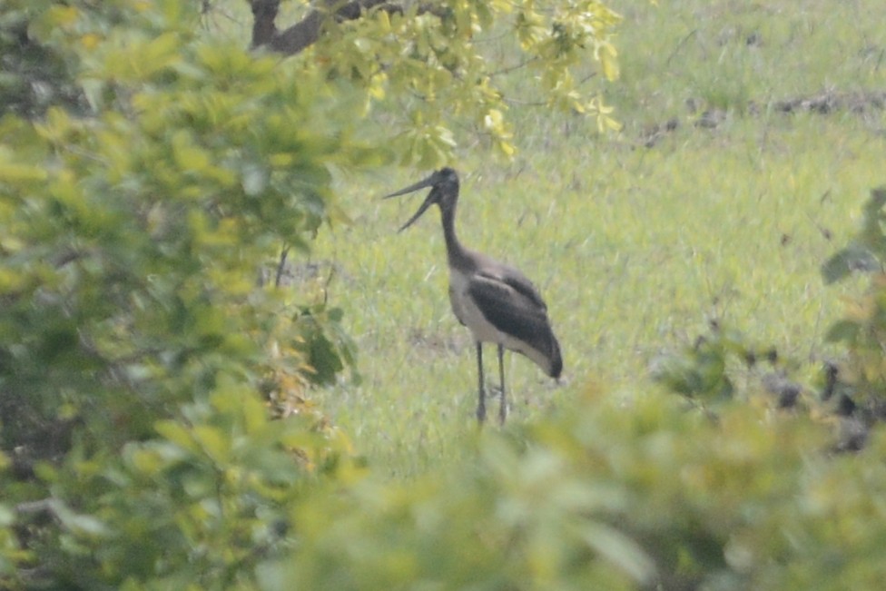 Black-necked Stork - Cathy Pasterczyk