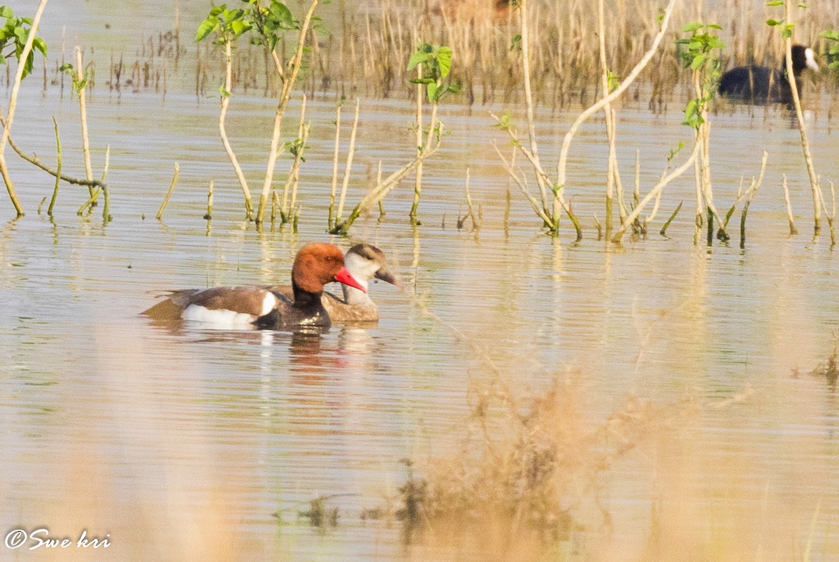 Red-crested Pochard - Swetha Krishna