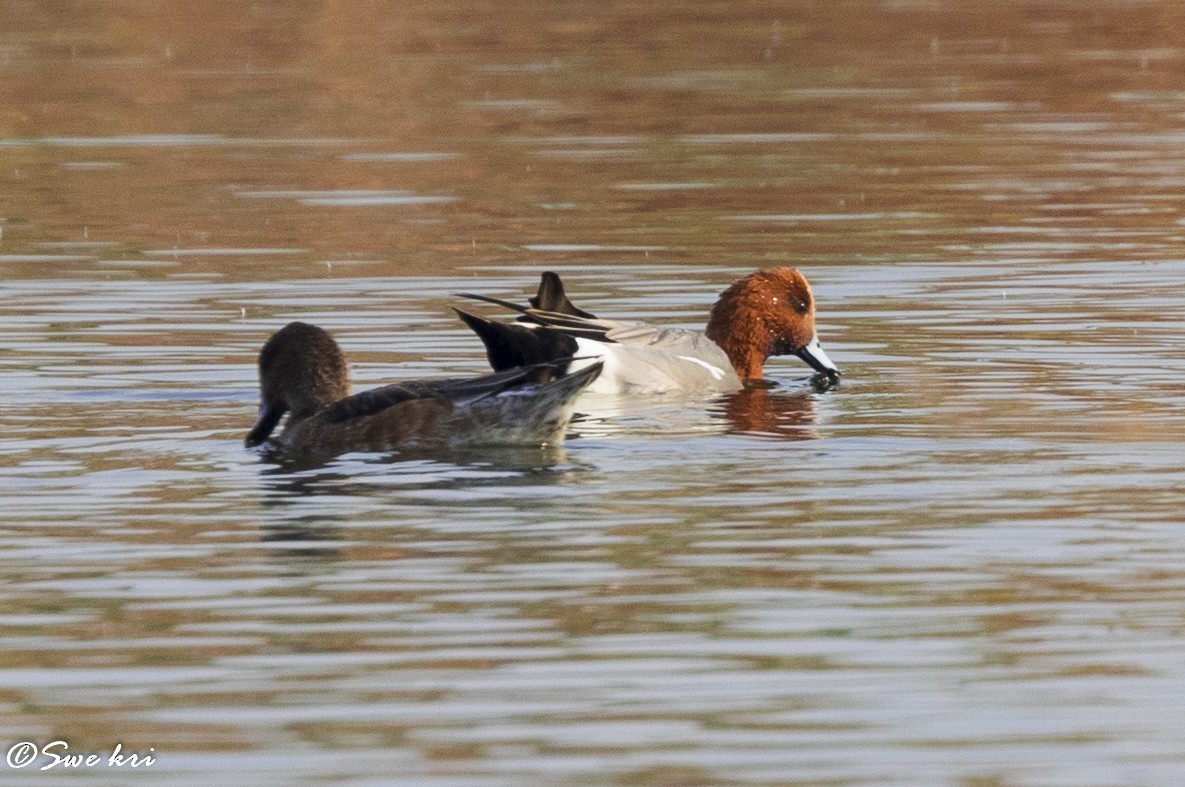 Eurasian Wigeon - ML76199481