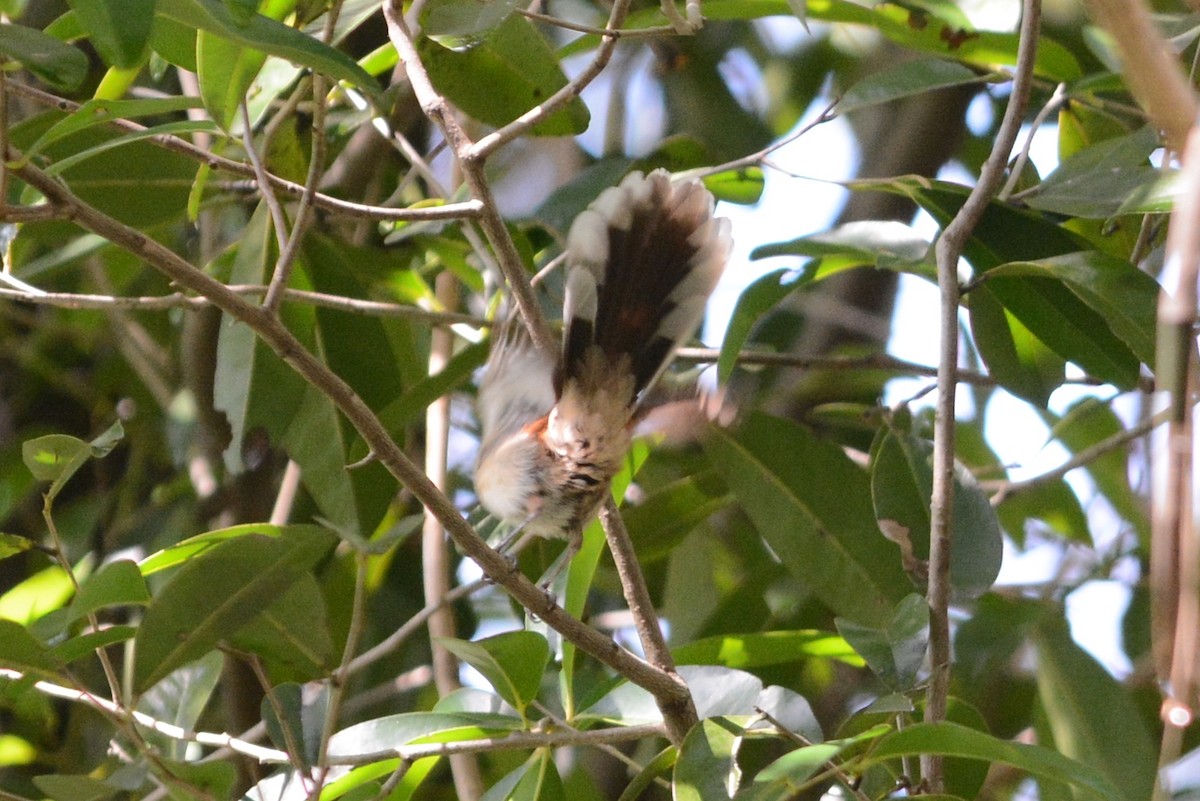 Arafura Fantail - Cathy Pasterczyk