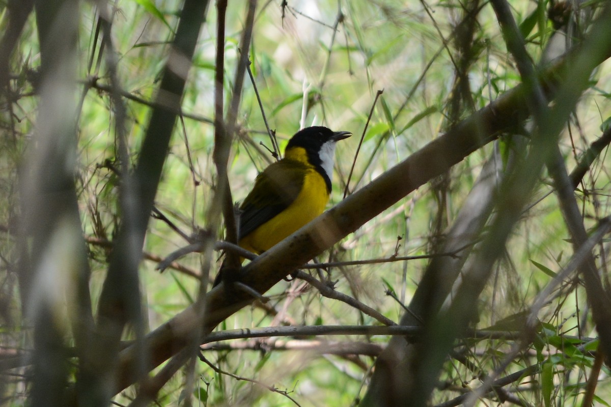 Mangrovedickkopf - ML76200701