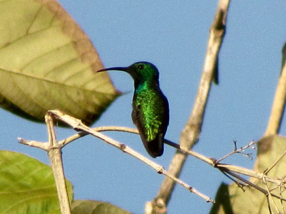 kolibřík lesklý - ML76201151