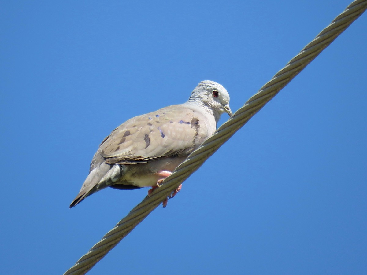 Plain-breasted Ground Dove - John van Dort