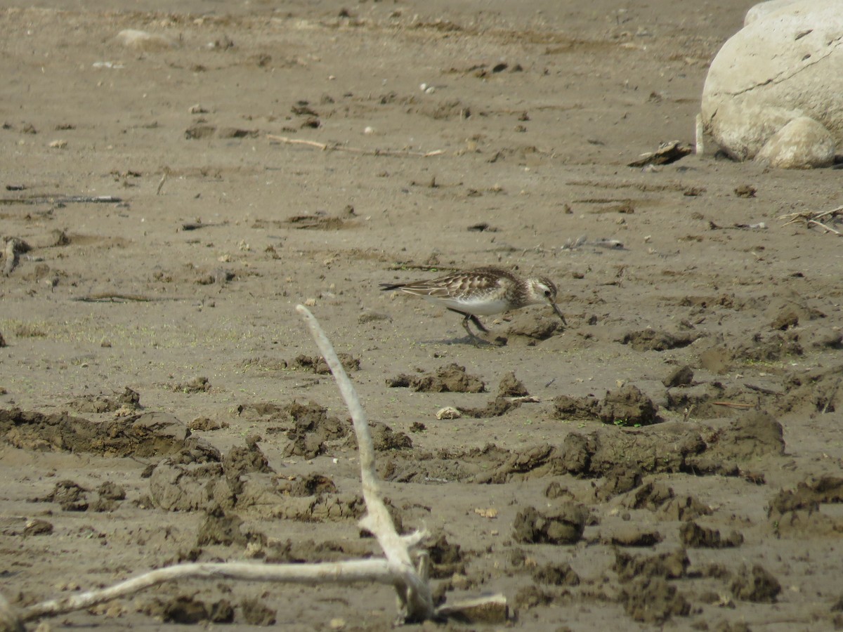 Baird's Sandpiper - ML76202861