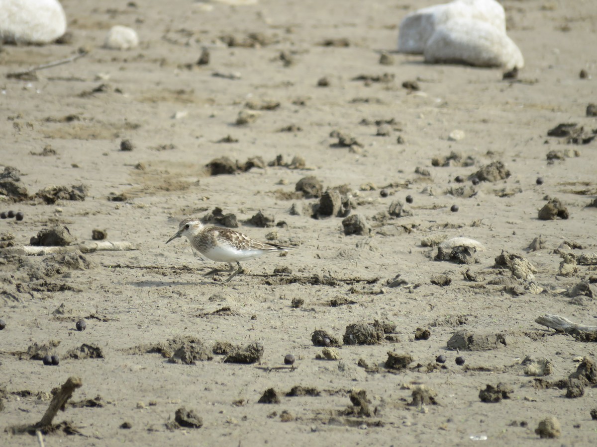 Baird's Sandpiper - ML76202961