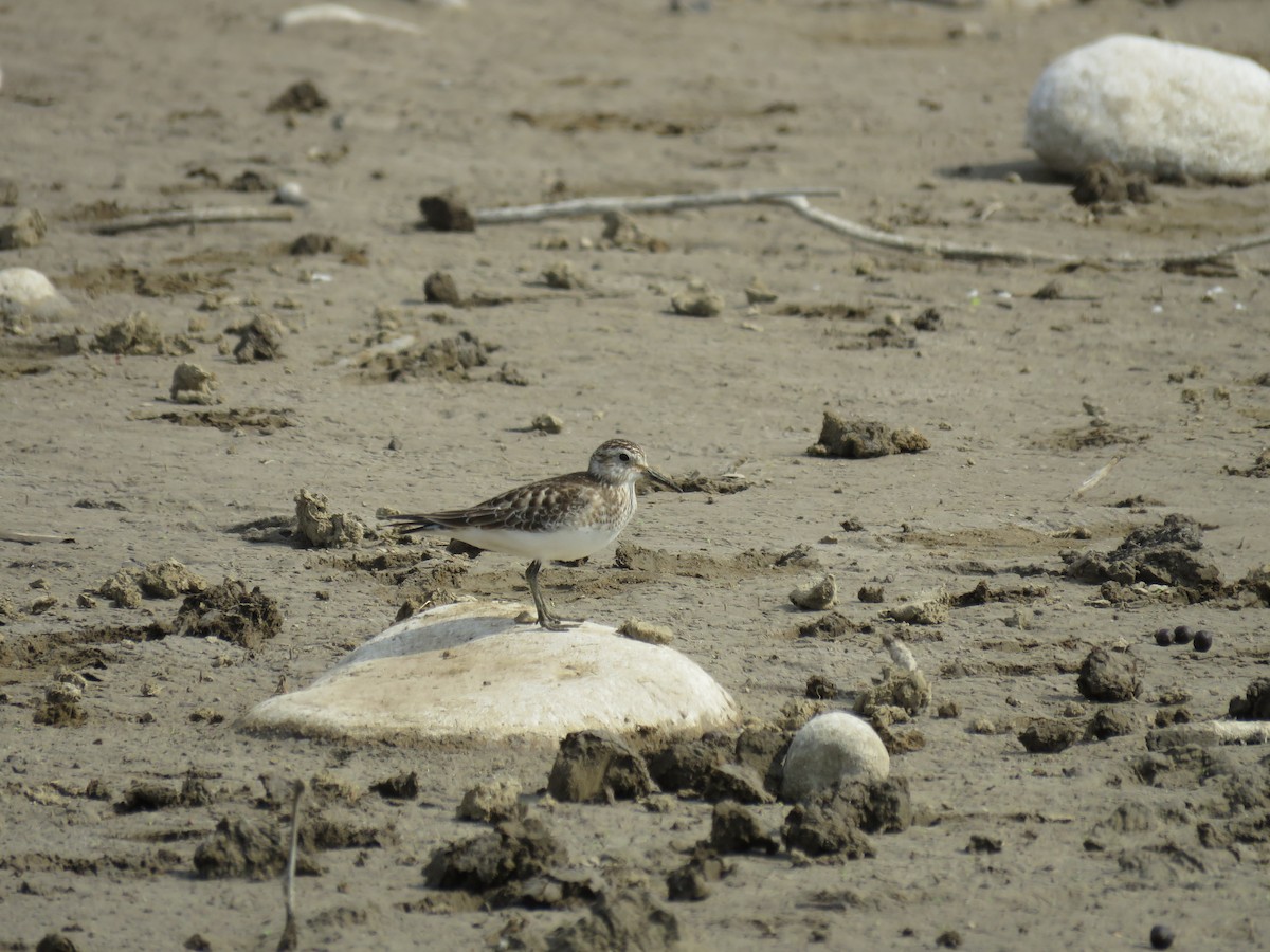 Baird's Sandpiper - ML76203031