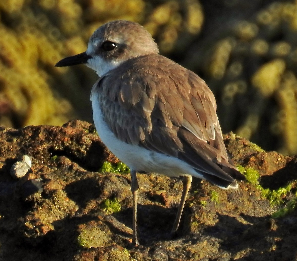 Greater Sand-Plover - ML76203081