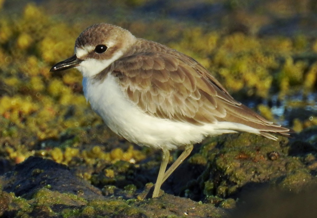 Greater Sand-Plover - ML76203131