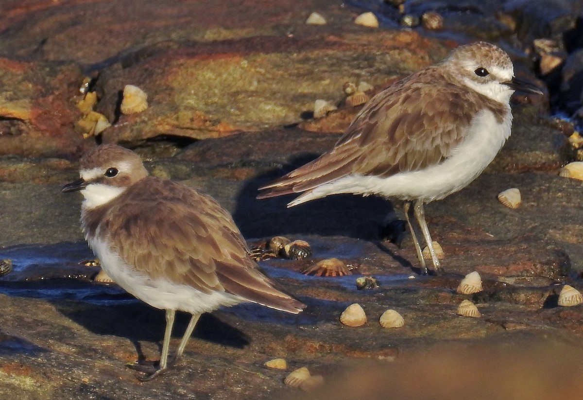 Siberian Sand-Plover - Steven McBride