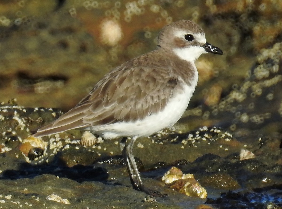 Siberian Sand-Plover - Steven McBride