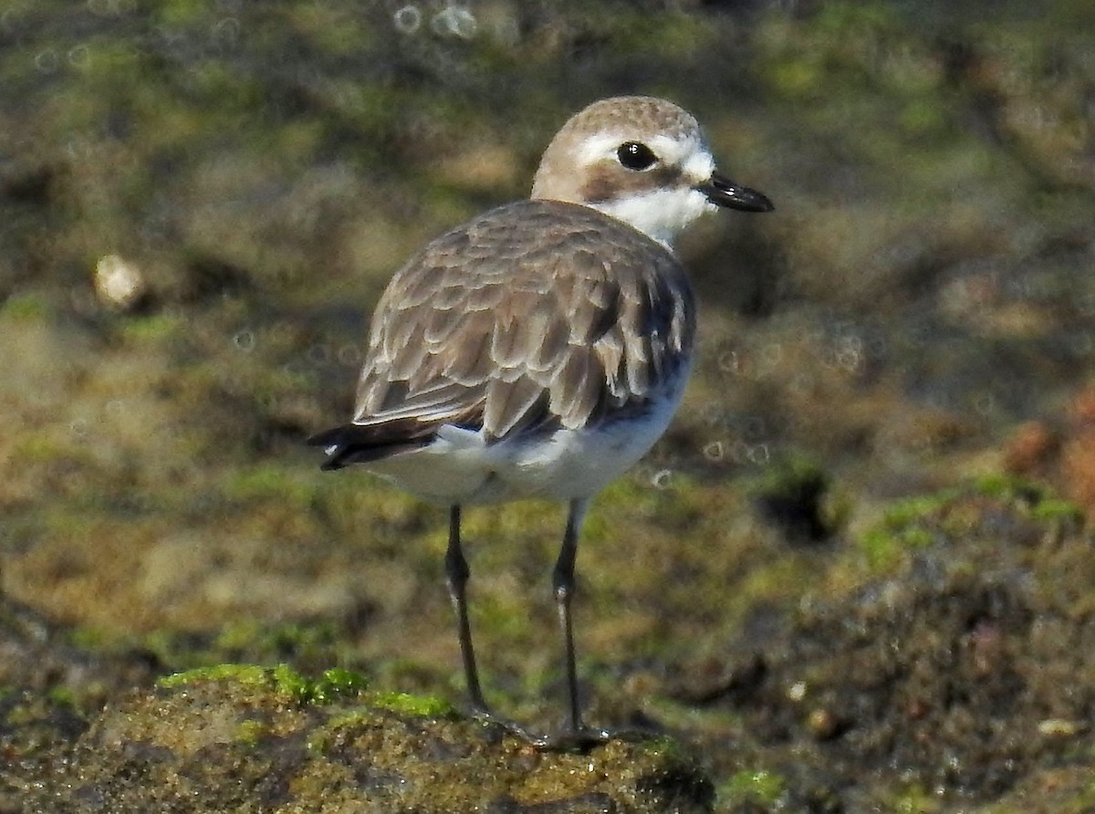 Siberian Sand-Plover - Steven McBride