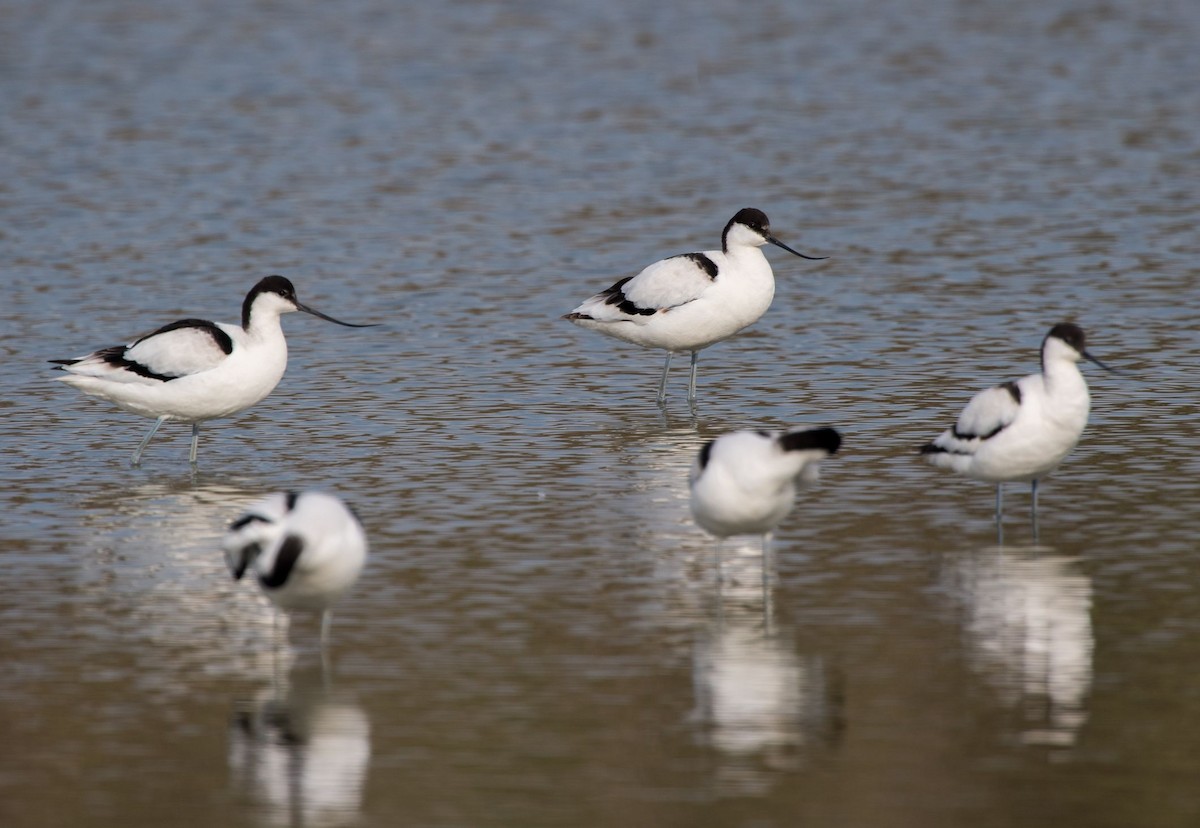 Pied Avocet - ML76203901