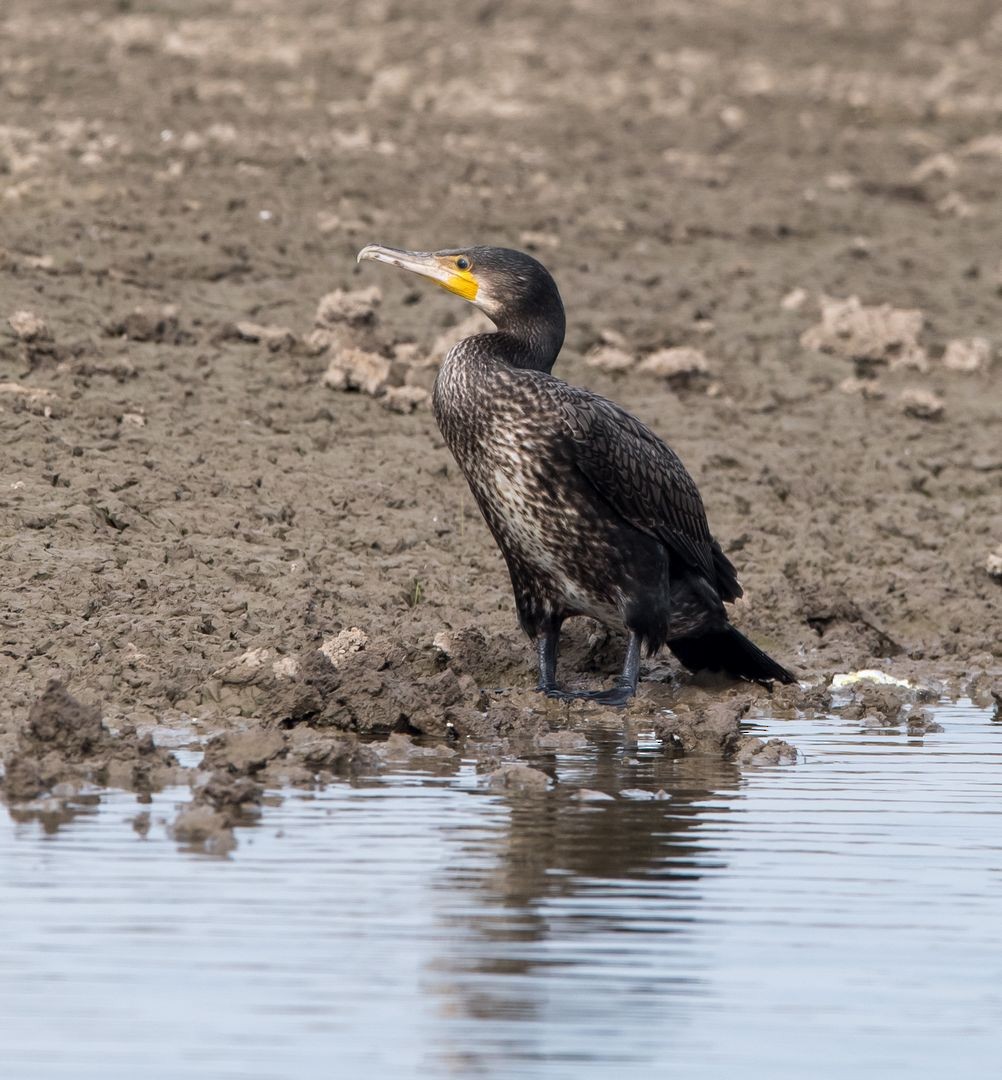 Cormorán Grande - ML76203921