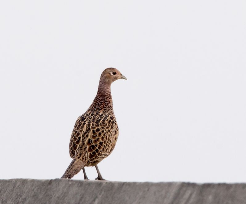 Ring-necked Pheasant - ML76203971