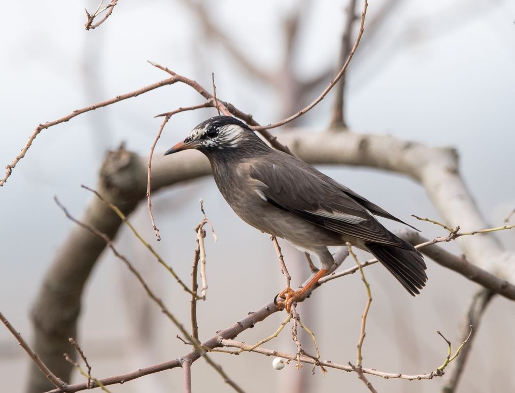 White-cheeked Starling - Kai Pflug