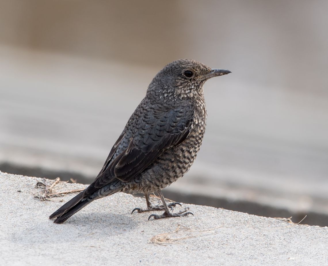 Blue Rock-Thrush - ML76204091