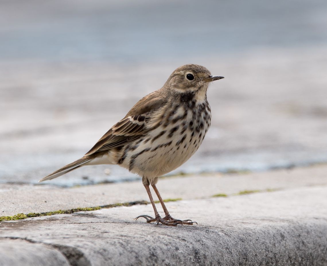 American Pipit - ML76204111