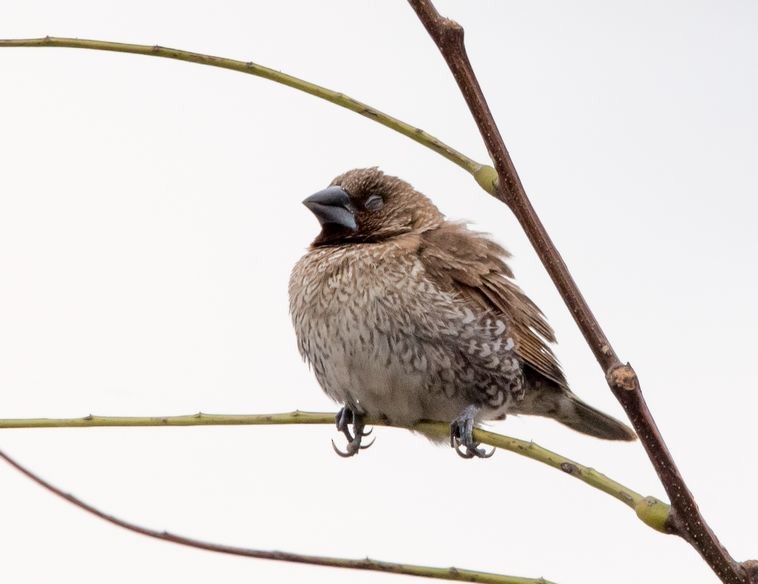 Scaly-breasted Munia - ML76204121