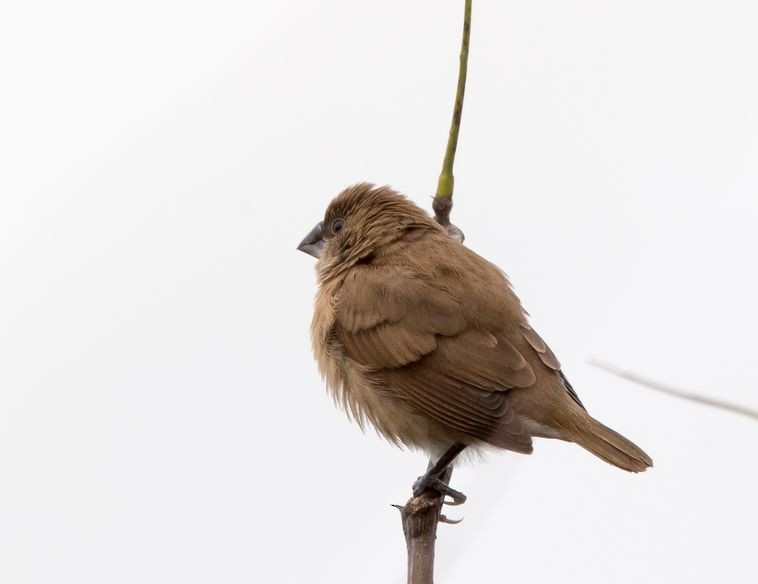 Scaly-breasted Munia - Kai Pflug