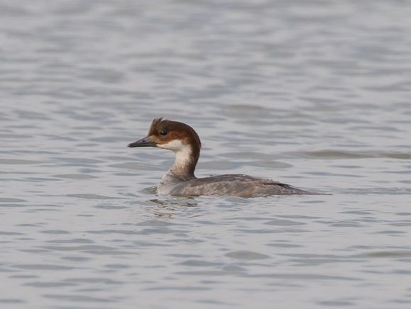 Smew - ML76204181