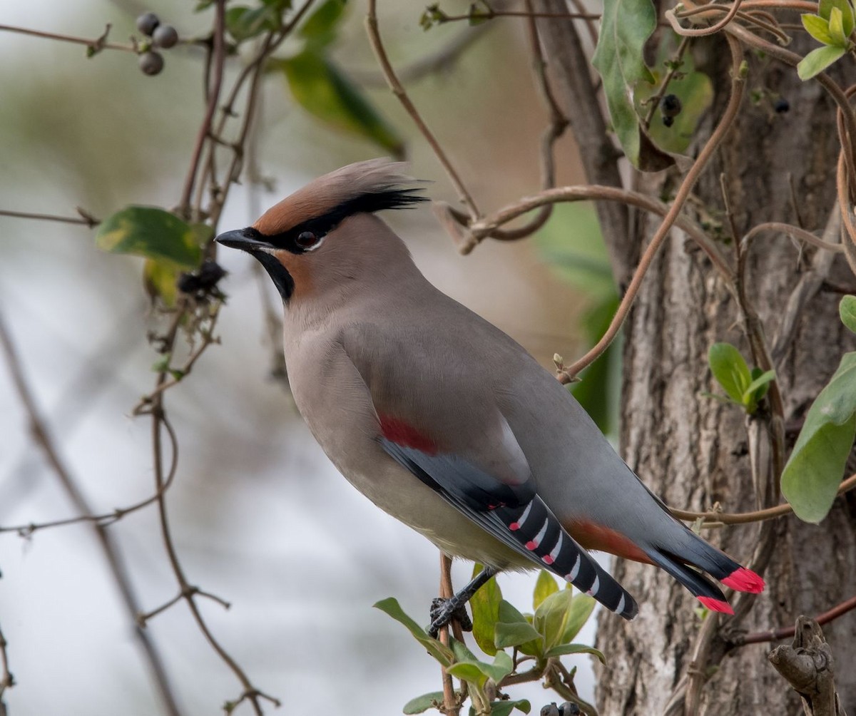 Japanese Waxwing - Kai Pflug