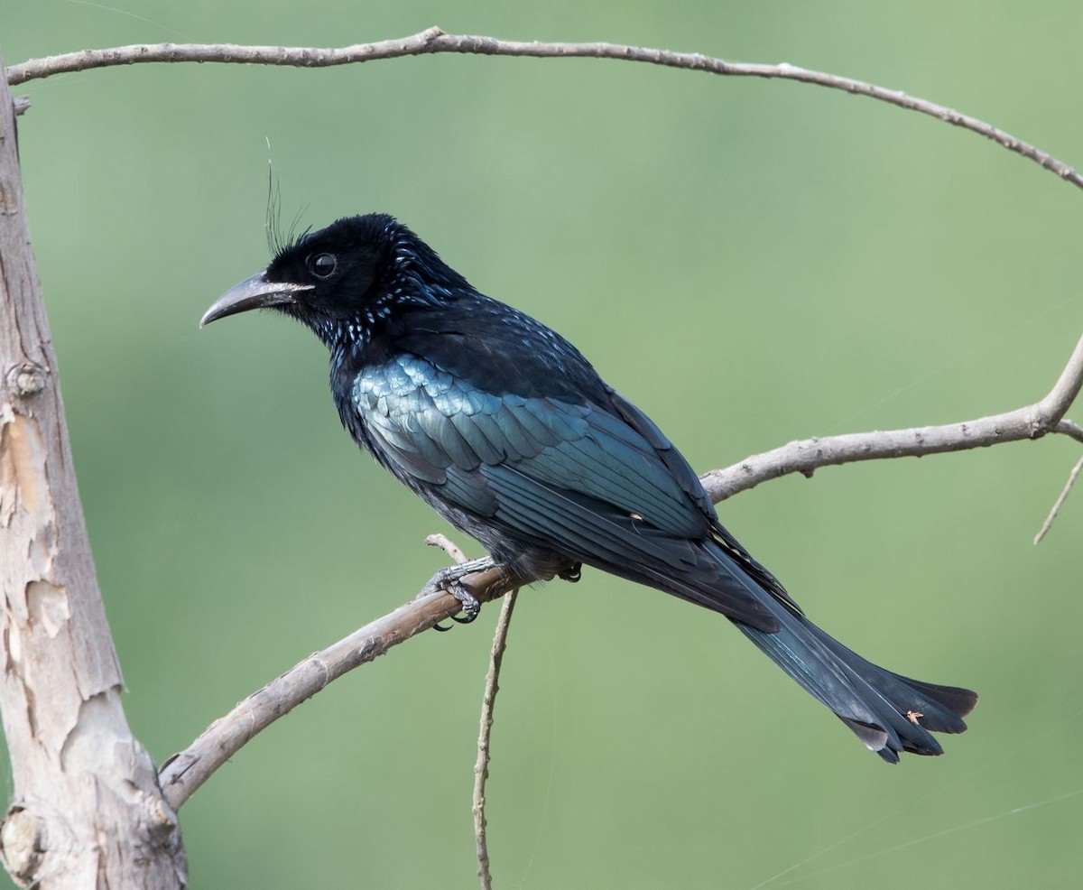 Hair-crested Drongo - Kai Pflug