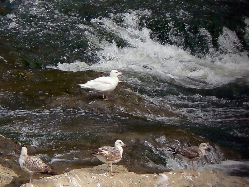 Glaucous Gull - ML76207681