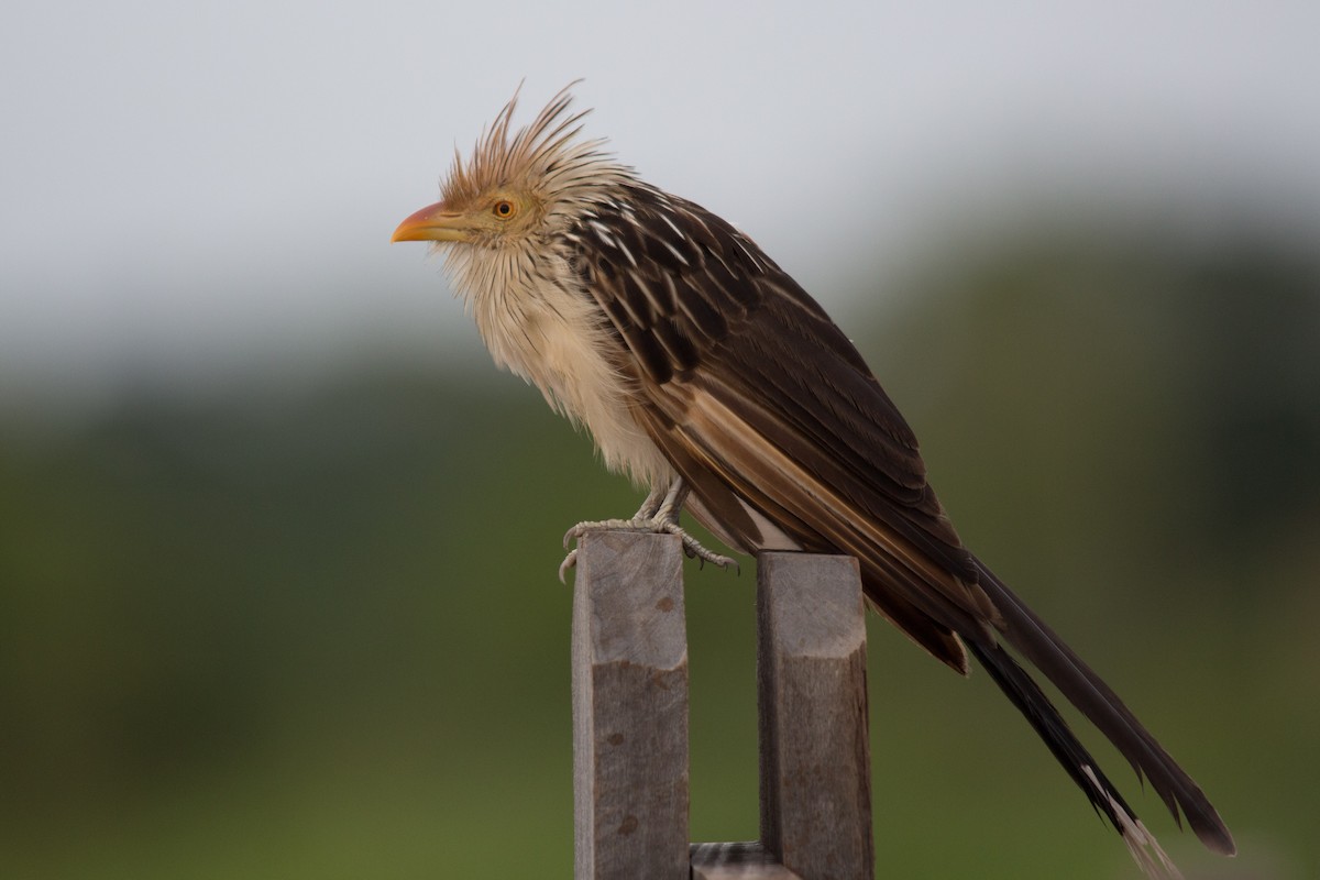 Guira Cuckoo - ML76207831