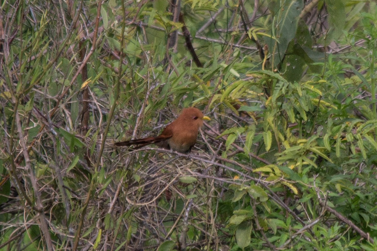 Little Cuckoo - ML76207871