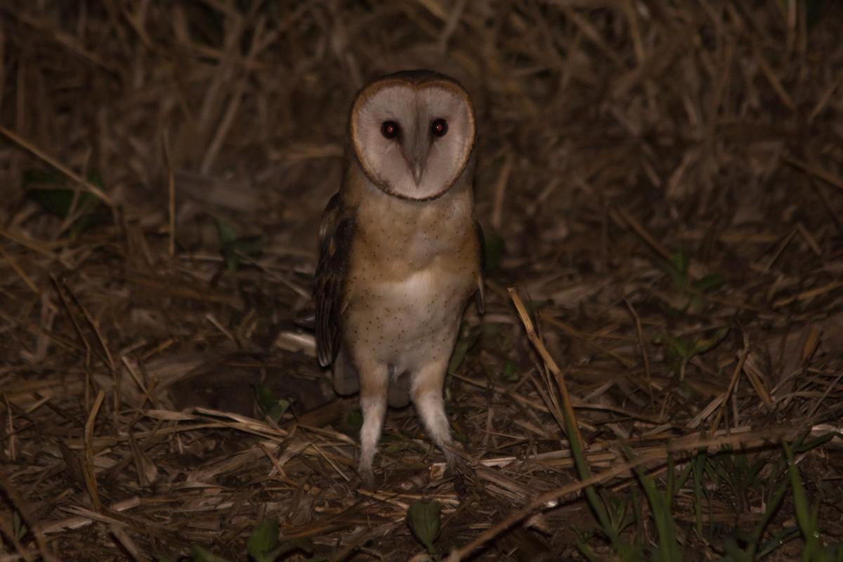 Barn Owl - ML76207891