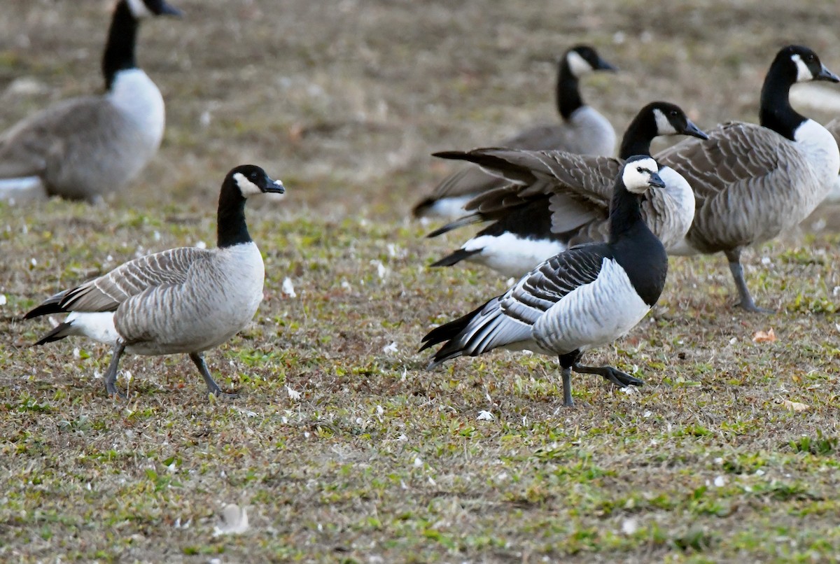 Barnacle Goose - ML76207921