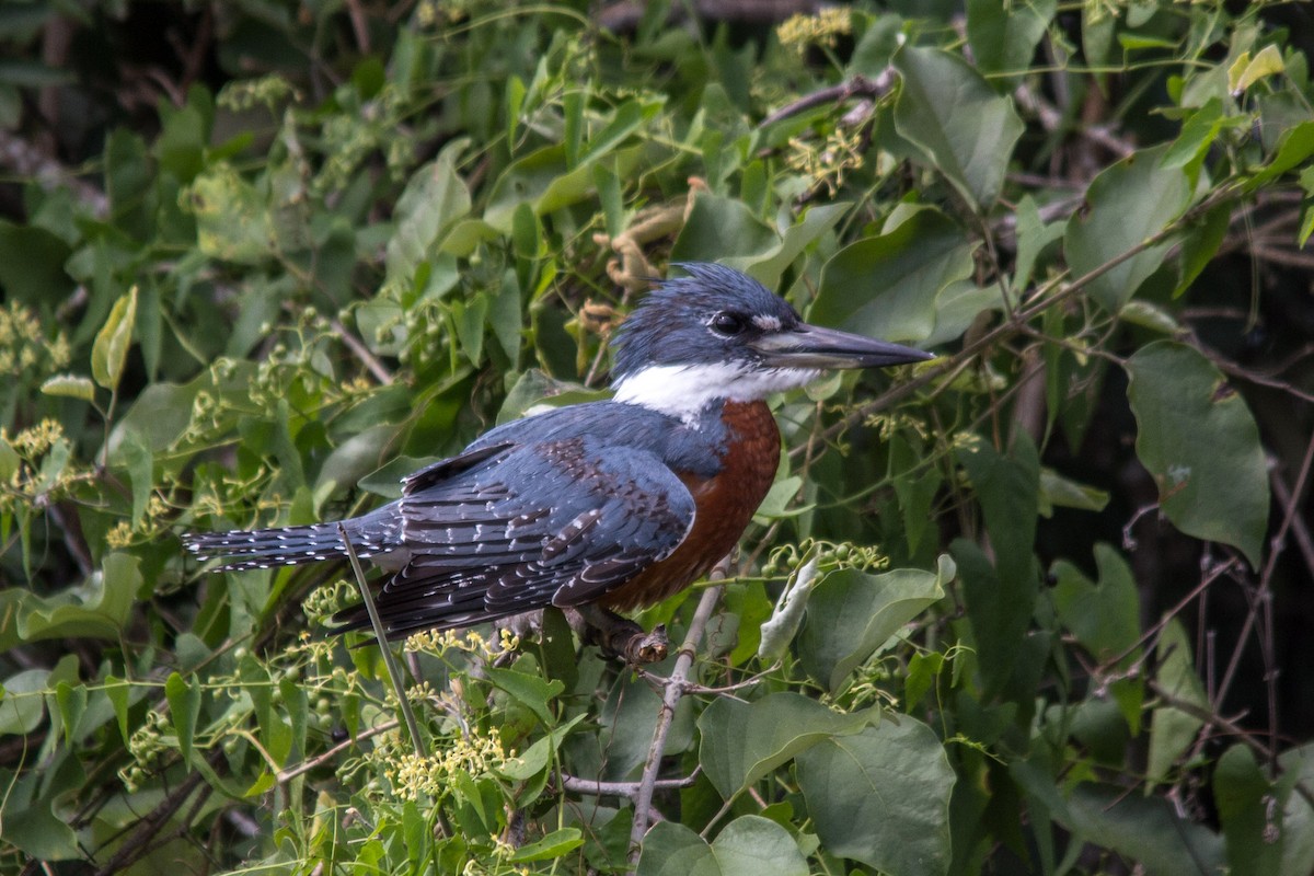 Ringed Kingfisher - ML76208031