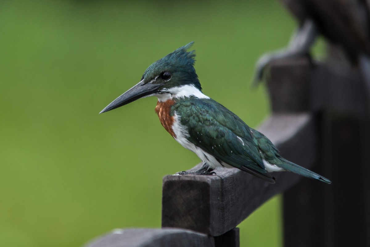 Amazon Kingfisher - ML76208061