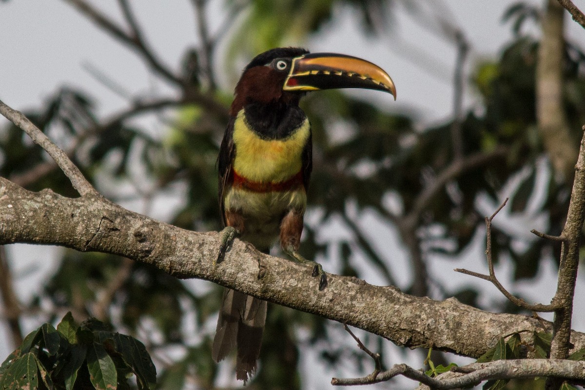 Chestnut-eared Aracari - ML76208201