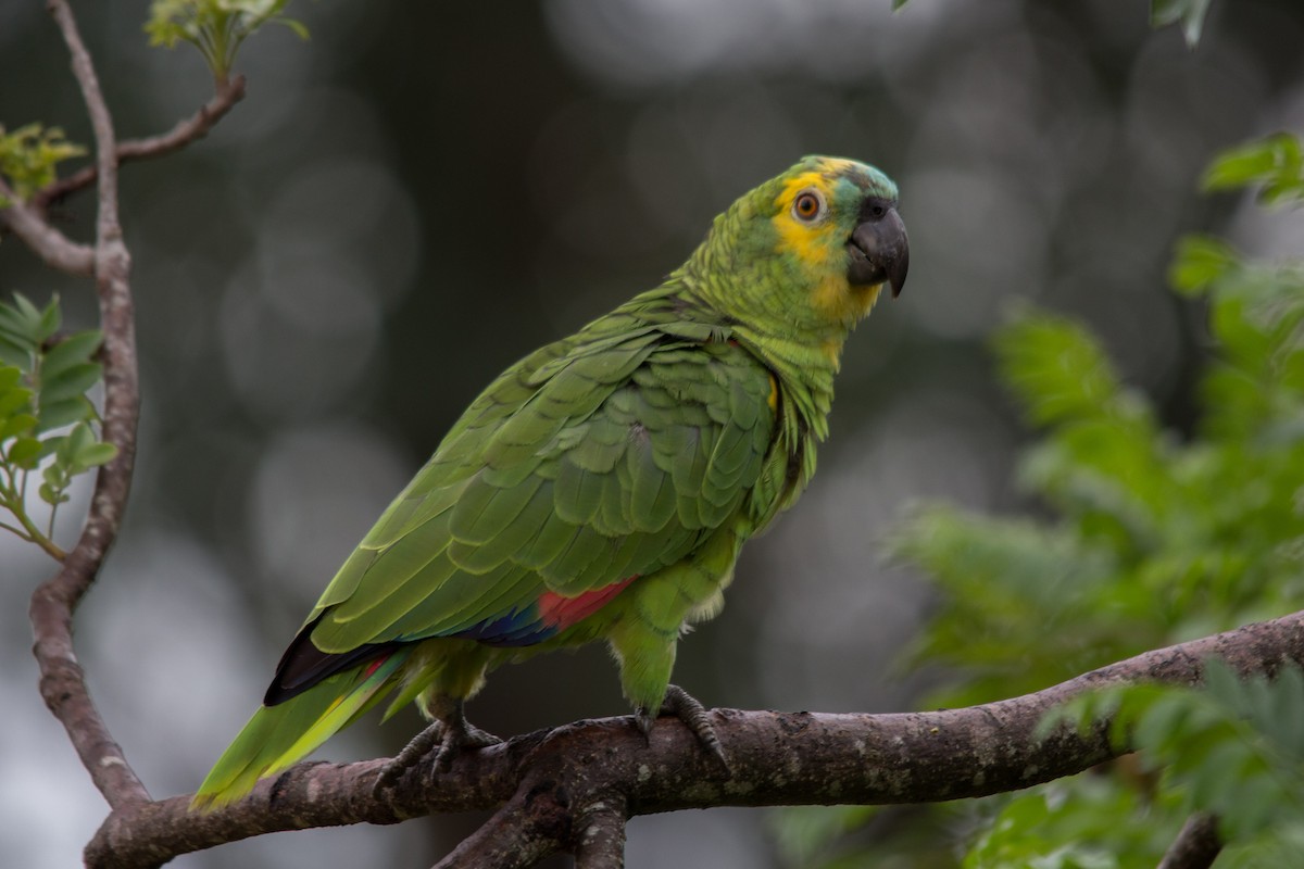 Turquoise-fronted Parrot - ML76208381