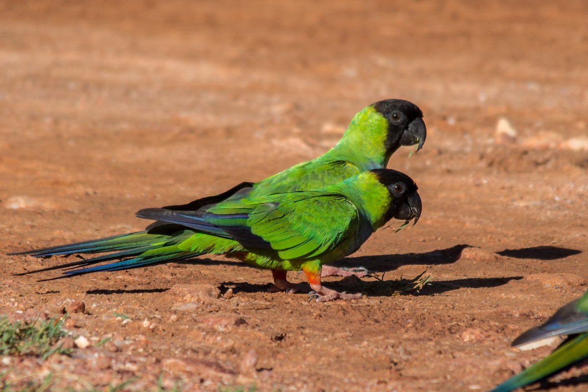 Nanday Parakeet - ML76208401