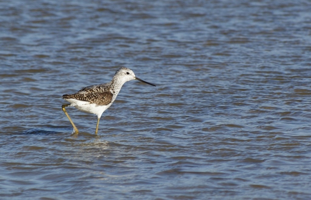 Marsh Sandpiper - Rui Caratão