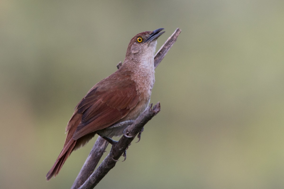 Greater Thornbird - ML76208671