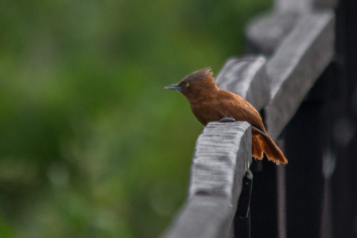 Rufous Cacholote - ML76208711