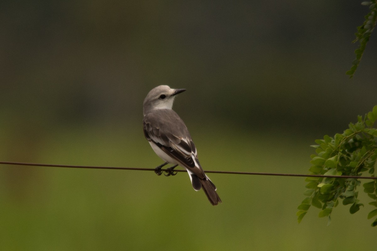 White-rumped Monjita - ML76208771