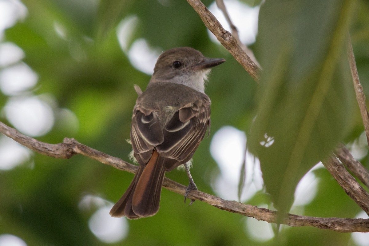 Brown-crested Flycatcher - ML76208831