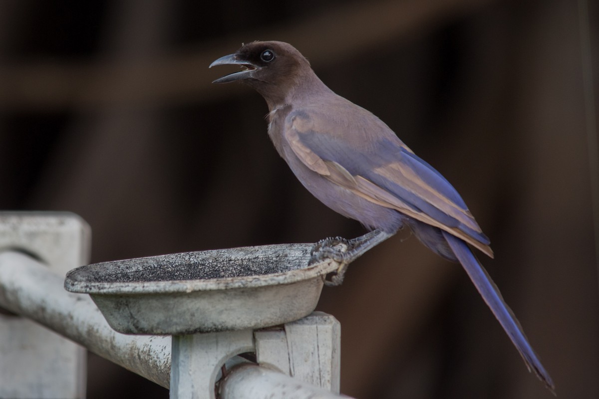 Purplish Jay - ML76208891