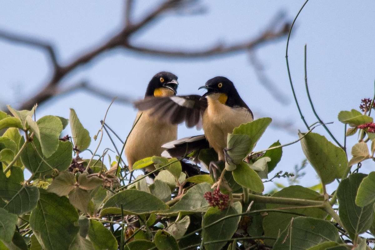 Black-capped Donacobius - ML76209051