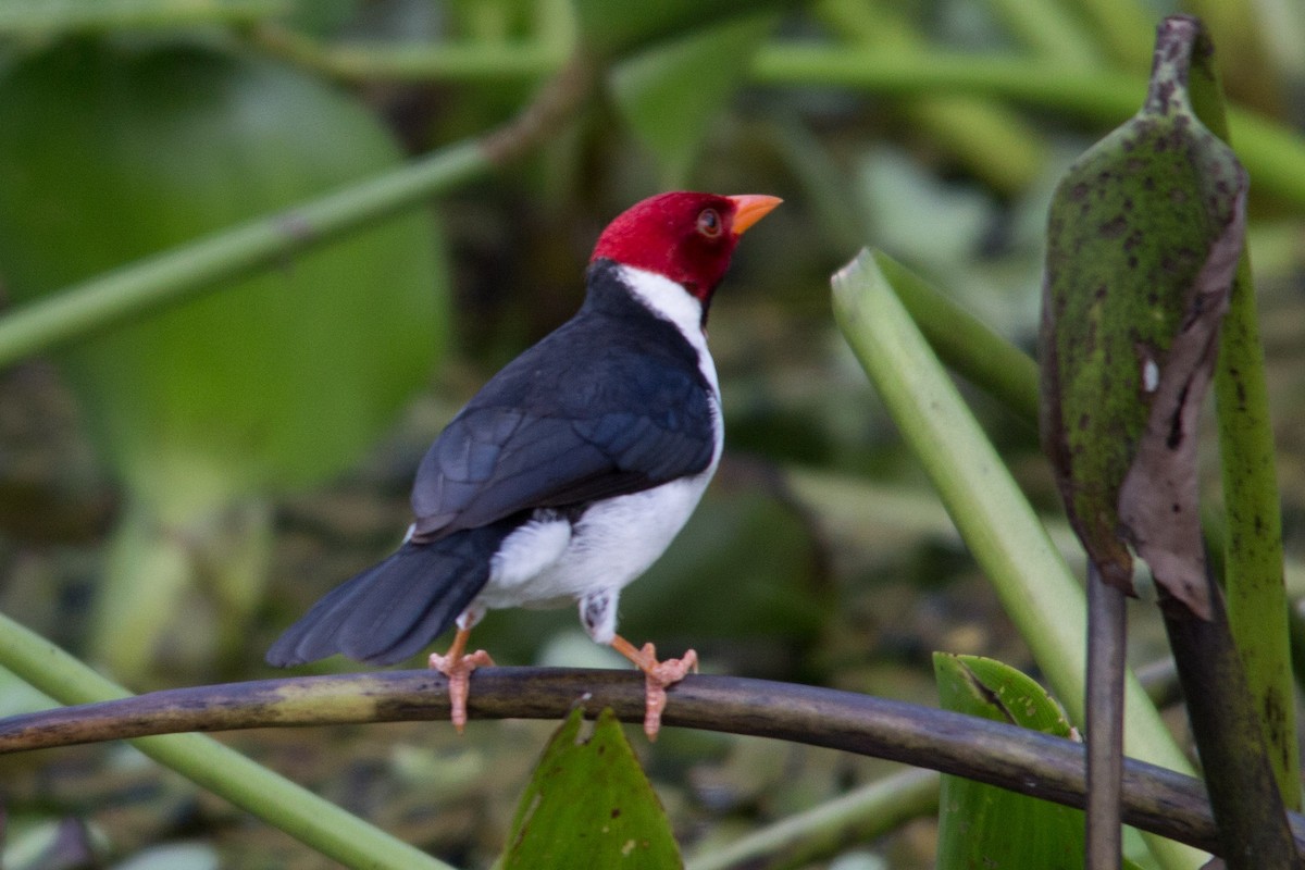 Yellow-billed Cardinal - ML76209181