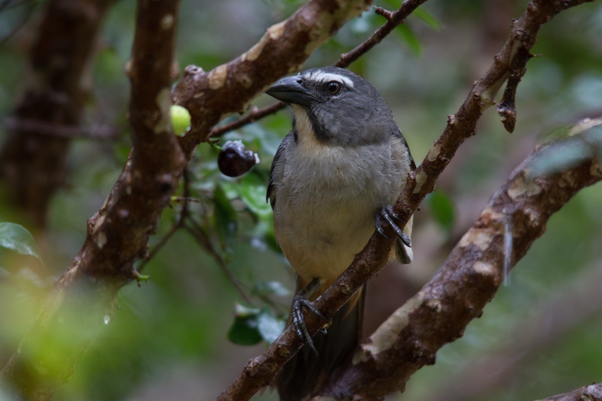 Bluish-gray Saltator - ML76209351